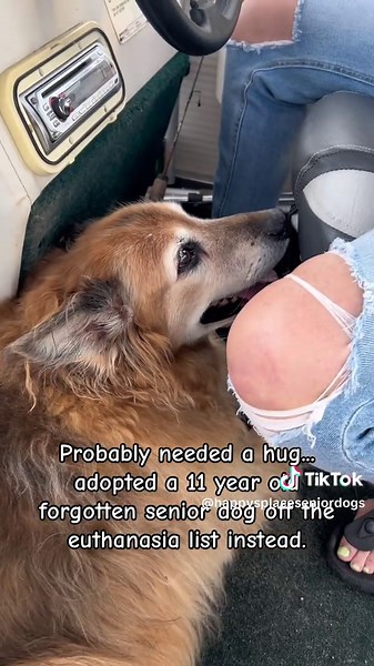 Adopt a Senior Dog: A Heartwarming Journey