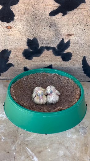 Growth stages of two young Swallow pigeons (Saxon / Hirondelle) ................. #pigeon #pigeon #pigeonsloversofallkinds #birdlife #birds #animals #animals #animalloversunite #Paloma #tauben #birdphotography #Dove #kabootar #piccioni #pombocorreio #pigeonlove #racingpigeons #driver #güvercinler #TauBetaSigma #porumbei #fancypigeons #birdsofinstagram #pigeonsofinstagram #animalsofinstagram #حمامة #pigeonphotography #different #duiven | Palomas Mensajeras