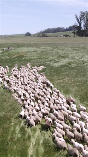 Our lamb program began with Loren’s grandmother, Jennie, and a few bottle-fed lambs. What started as her small project has grown into a flock that’s now an essential part of Stemple Creek. Raised on coastal pastures and cared for with the same dedication as our cattle, our sheep thrive on diverse forage that gives it a flavor all its own. This is what we mean when we say we’re Not Just Beef. #stemplecreekranch #notjustbeef #grassfedlamb #regenerativeagriculture #pastureraised | Stemple Creek Ran