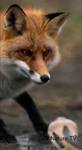 135K views · 1.2K reactions | When speed meets instinct, survival decides the winner. Watch this intense wildlife encounter where a fearless red fox faces a deadly python. Every move matters. Every second counts. Nature doesn’t forgive mistakes. wildlife fight, fox vs python, animal battle, nature documentary, predator vs predator, wildlife shorts, cinematic wildlife, animal instincts #Wildlife #AnimalFight #FoxVsPython #NatureShorts #WildlifeDocumentary | Wild Nature TV | Facebook