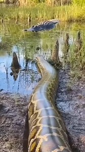 “Watching Nature Unfold in a Florida Wetland” #wildlife #animals | Bhola Kashyap