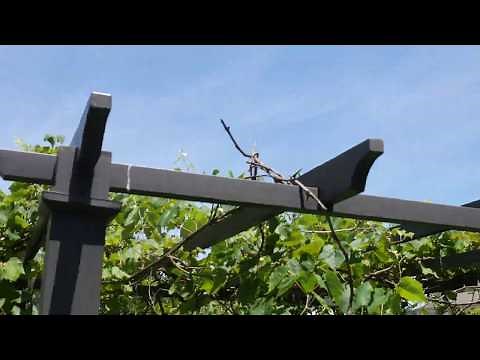 Grape Vines Infection Update - Black Rot On Grapes What I Am Doing