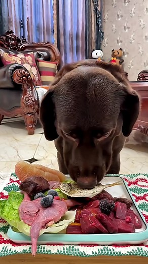 dog likes food #dognutrition #barfdiet #dogasmr #lovely #loveyou