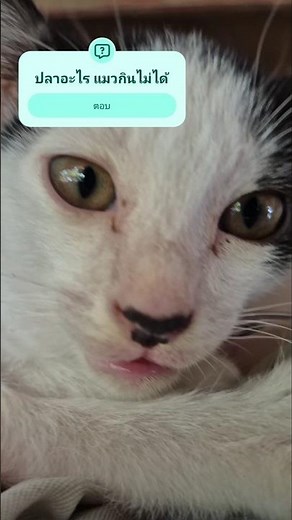 What kind of fish can't cats eat? #Q&A #What is it? #Hellish dubbing #Cat #Meme #cat #memes #funn...