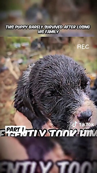 Heartwarming Story of a Rescued Puppy Finding Hope