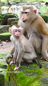 The Sad Story of a Helpless Little Baby Monkey, Possibly Blind from Birth or Lacking Maternal Care, Trying to Survive in the Wild While Earning Our Deepest Sympathy. #fypviralシ #cute #monkey #monkeys #animal #babymonkey #reel #facebookviral #fblifestyle | Monkey Of Cambodia