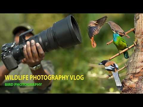 Birds is drinking Date juice | Behind Scenes Wildlife Photography | Vlog 77 | #wildbirdphotography