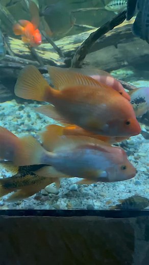 4.2K views · 345 reactions | My Emydura subglobosa cruising through my 21,000-liter tank.  She lives calmly alongside my cichlids — confident, relaxed, and absolutely stunning in her own way. #turtle #emydurasubglobosa #aquarium #wasserschildkröte #aquaticturtle | Rodneysfishtank | Facebook