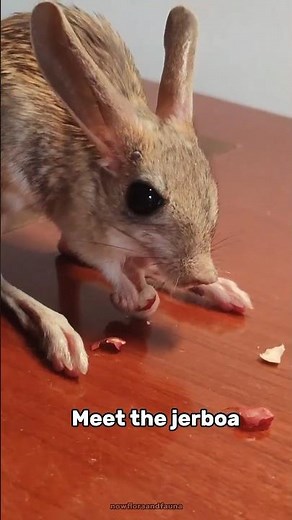 Jerboa: The Mini Kangaroo of the Desert That Can Jump & Run Super Fast! #jerboa