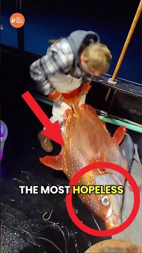 This Might Be The Most Hopless Predator In The Entire Ocean #animals