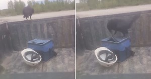 He Sets Up Hidden Camera To Catch Thief, Finds Naughty Crow Going to Town on His Lunch