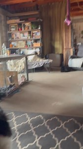 64K views · 953 reactions | Pixie ( przyjechała na kilka dni do nas ) podobno nie lubi psów  a od rana szaleje z psami jak zwariowana u nas. | Legendary StarDust Farm | Facebook