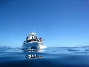 Dolphins Underwater Approach: Snorkeling Great Barrier Reef.AVI