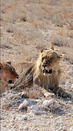 Lion in the Etosha National Park, Namibia.