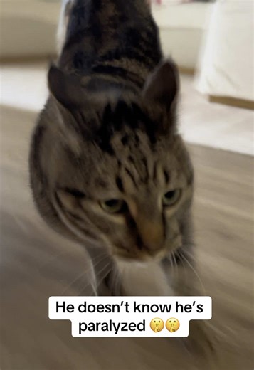 The Paralyzed Cat Who Doesn't Know Slow