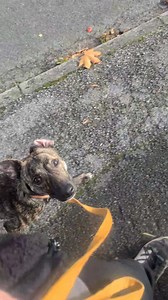Babydogs leash walking progress 🫶🏻 Everyone's expectations of leash walking are different. I personally don't care where she walks so long as she's not tanking me down the street. - She's not a robot - She's allowed to interact with the environment (after all, it's her walk not mine) - We are very much in teenage brain fog right now, as you can see when she gets distracted by leaves at the beginning, but regains her focus nicely - I don't yet expect this in high arousal environments, such as f