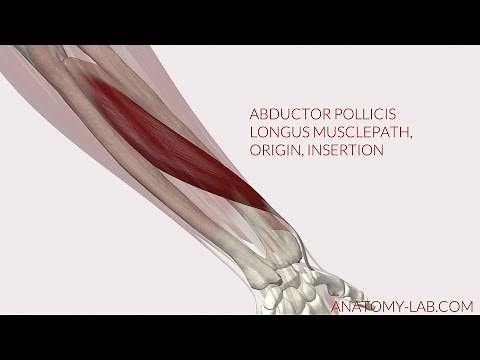 Abductor Pollicis Longus Musclepath, Origin, Insertion (3D Anatomy)
