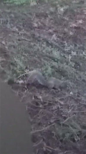 Squirrel Digging In Yard