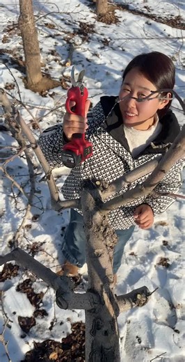 Effective Tree Pruning Techniques for Winter Care