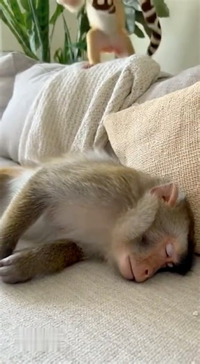 Baby Monkey Wakes Up Dad with a Plush Snake Attack 😂🐒