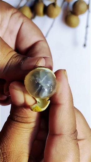 Hidden Sweetness Inside Every Longan 🤤😍 #shorts #youtubeshorts