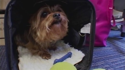 You're cold? So are your pets.