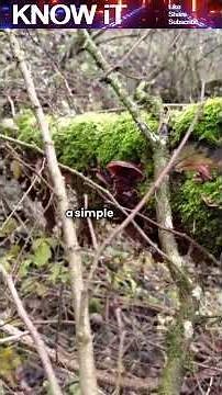 Why Are Mushrooms Secretly Communicating Using Underground Electrical Networks?