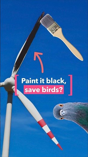 Can black wind turbine blades save birds?