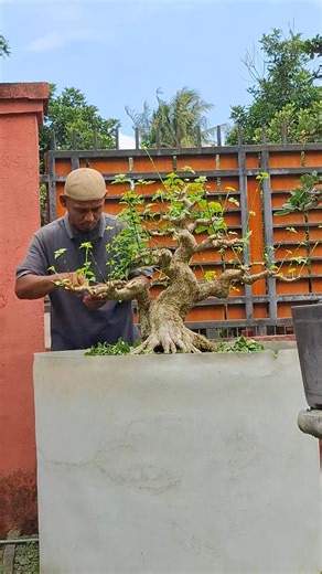 2K views · 543 reactions | Pruning tipis bonsai gulo | Yoga Mb | Facebook