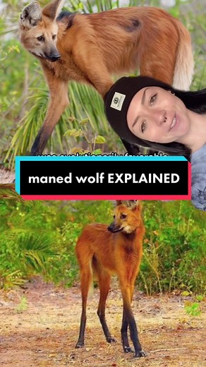 Exploring the Fascinating Evolution of the Maned Wolf