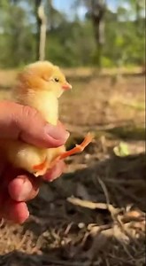 Returning the little chicken to his nest #trending