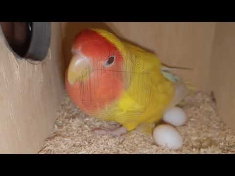 Lovebird Lays 2 Eggs | Nesting Journey Continues 2025 🐣🐣 | #BugdieLoveNest