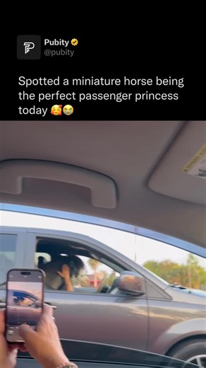 Pubity on Instagram: "😭 Small horses exist because of selective breeding and genetic variation that favor shorter stature while maintaining horse proportions. Breeds like the Falabella and Miniature Horse were developed over generations by choosing the smallest, healthiest individuals to reproduce. Their size comes from genes that limit bone growth, but unlike ponies, which have stockier builds, miniature horses are proportioned more like full-sized horses, just on a much smaller scale. (Medina