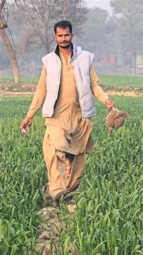 Grey Partridge shot, 45yards, Shooting video coming soon. #kachasindh #hunting #pakistan