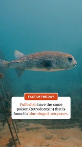 10K views · 233 reactions |  Fact of the Day Did you know pufferfish have the same poison (tetrodotoxin) that is found in blue-ringed octopuses. #didyouknow #factoftheday #ausgeo #australia #pufferfish #poisonous #ifnotfriendwhyfriendshaped | Australian Geographic | Facebook