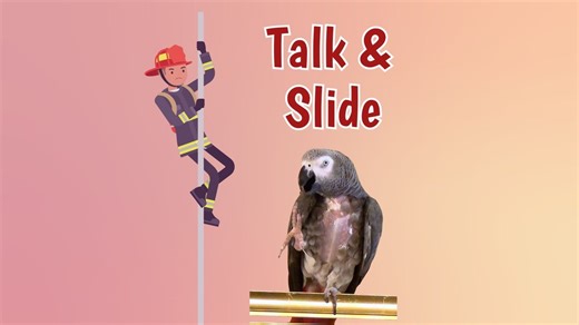 31K views · 1.2K reactions | Get ready for some entertainment as Einstein the parrot has a delightful chat with his human companion, Marcia. From playful exchanges to quirky invented names and amusing noises, Einstein's interactions with Marcia are heartwarming and hilarious. Join them on a joyous journey filled with laughter, tender moments, and a comical slide down the shower door. | Einstein the Talking Texan Parrot | Facebook