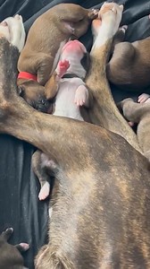 7.4K views · 370 reactions | They always sleep in such odd positions lol Daisy & Floyd : Tbd❤️Walter Caesar Sydney 勺NovaGulliver #foryourpage #boxerpuppy #puppy #fblifestyle | Angels by the Dozen Boxers | Facebook