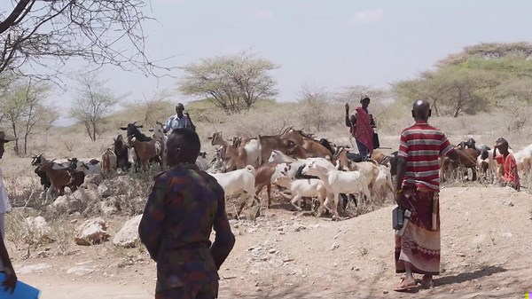 International vets battle to save animals in Kenya