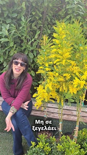 Μιμόζα. Το δέντρο που φέρνει την άνοιξη στην καρδιά του χειμώνα!