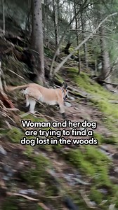 This dog has unbelievable tracking instincts — wait for the moment she finally spots the missing dog 💙 Keep up with Hanne on Instagram: https://thedo.do/herpawgang | The Dodo