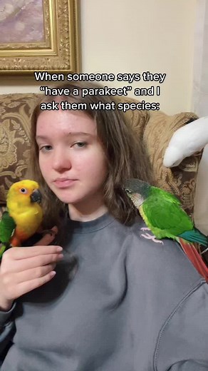 Different Types of Parakeets - A Comprehensive Guide