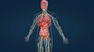 Human Urinary System 3D Animation