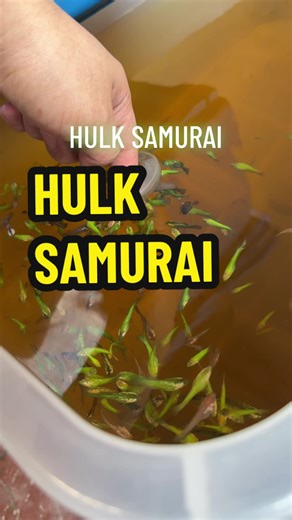Hulk Samurai Betta Fish: Care and Breeding Guide