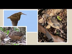 American Woodcock Hunting 101: Everything You Need to Know