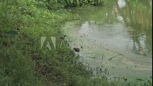 Jacanidae, Jacana bird, jacanas are tropical waders in the family Jacanidae.They are found in the tropical regions.They have elongated toes and toenails , floating or semi-emergent aquatic vegetation.