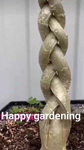 28K views · 179 reactions | Adeniyam plant bonsai #gardening #adenium #adeniumlovers #adeniyam | Happy gardening | Facebook