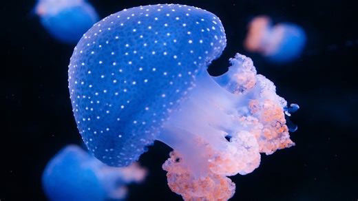 Soft glowing jellyfish creating a calm underwater view