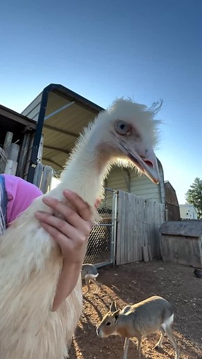 Aleah Lynn | Baby goose name suggestions pls 🪿🥹🩷 #goose #farm #pets #animals | Instagram