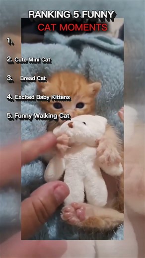 Funny Moments Cats V48 🐈‍⬛🐾