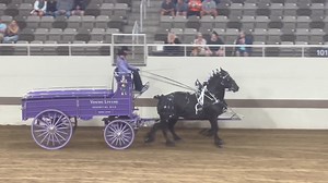 11K views · 378 reactions | 2024 National Percheron Show - Junior Team 10-14 years old, class winner- Rylen Sparrow-Young Living Percherons. Thank you to class sponsor, Designs by Faith. | Percheron Horse Association of America | Facebook